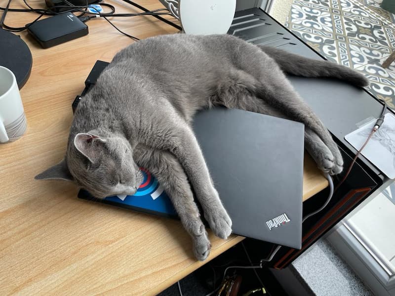Katze Schreibtisch